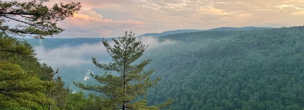 Forest | Wellsboro, PA | Sherwood Motel Inc