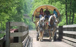 Horse Carriage | Buggy